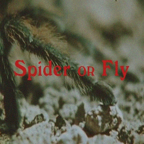 dômô kômô spider or fly